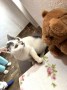 Alice (2)3
